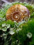 Galeriebild