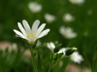 Galeriebild