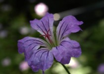 Galeriebild