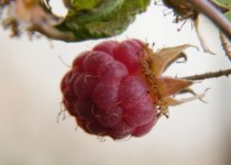 Galeriebild