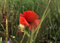 Galeriebild