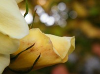 Galeriebild