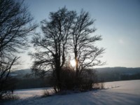 Galeriebild