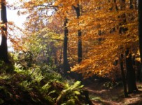 Galeriebild